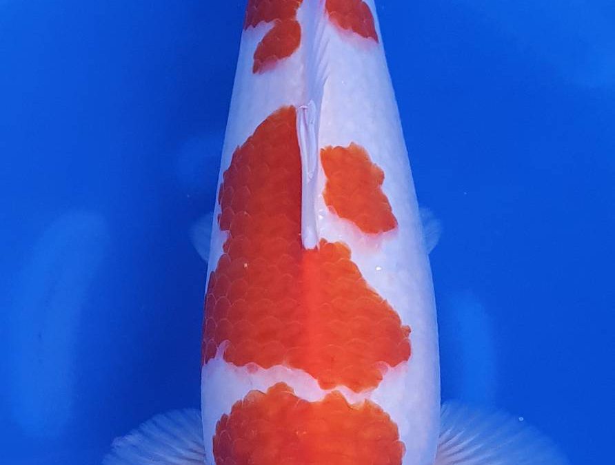 Kohaku