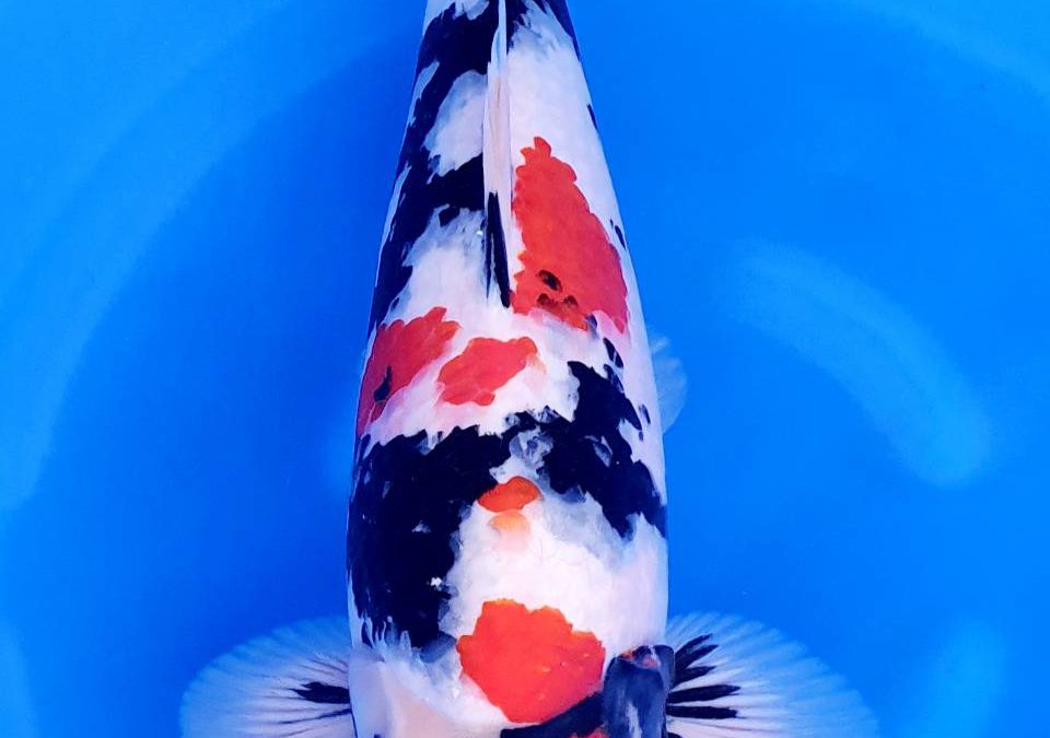 Showa Sanshoku
