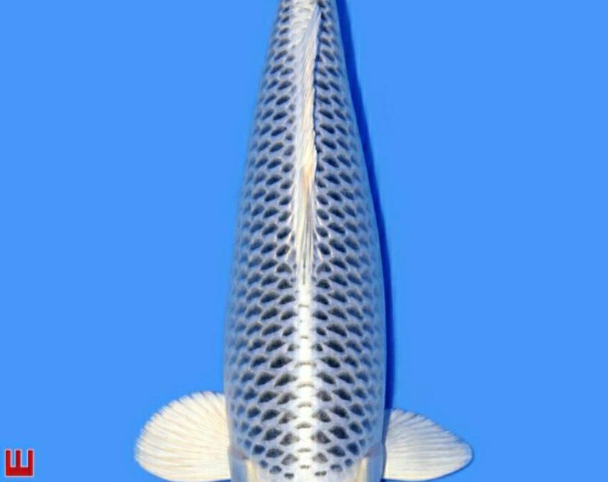 Ogon