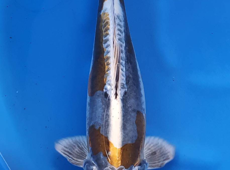 Beni Kikokuryu